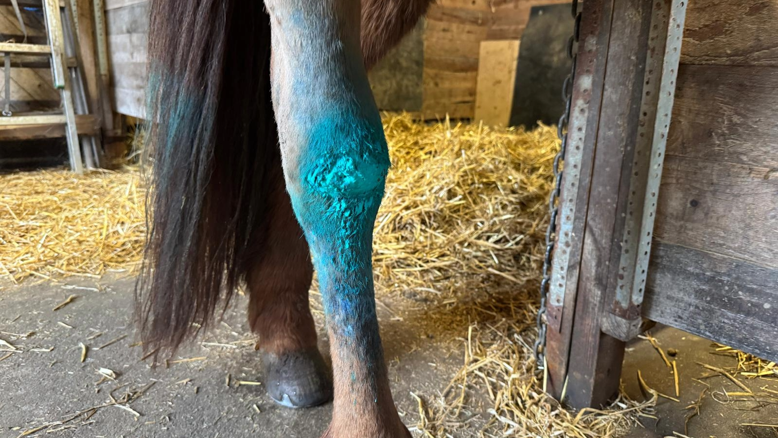 Technovit 2-Protect Application horse