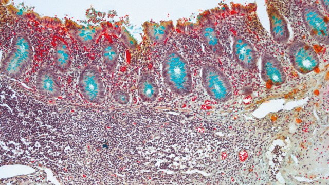 Histology