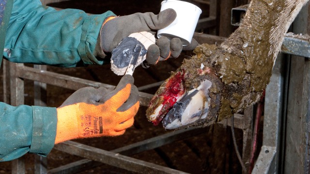 Veterinary Medicine